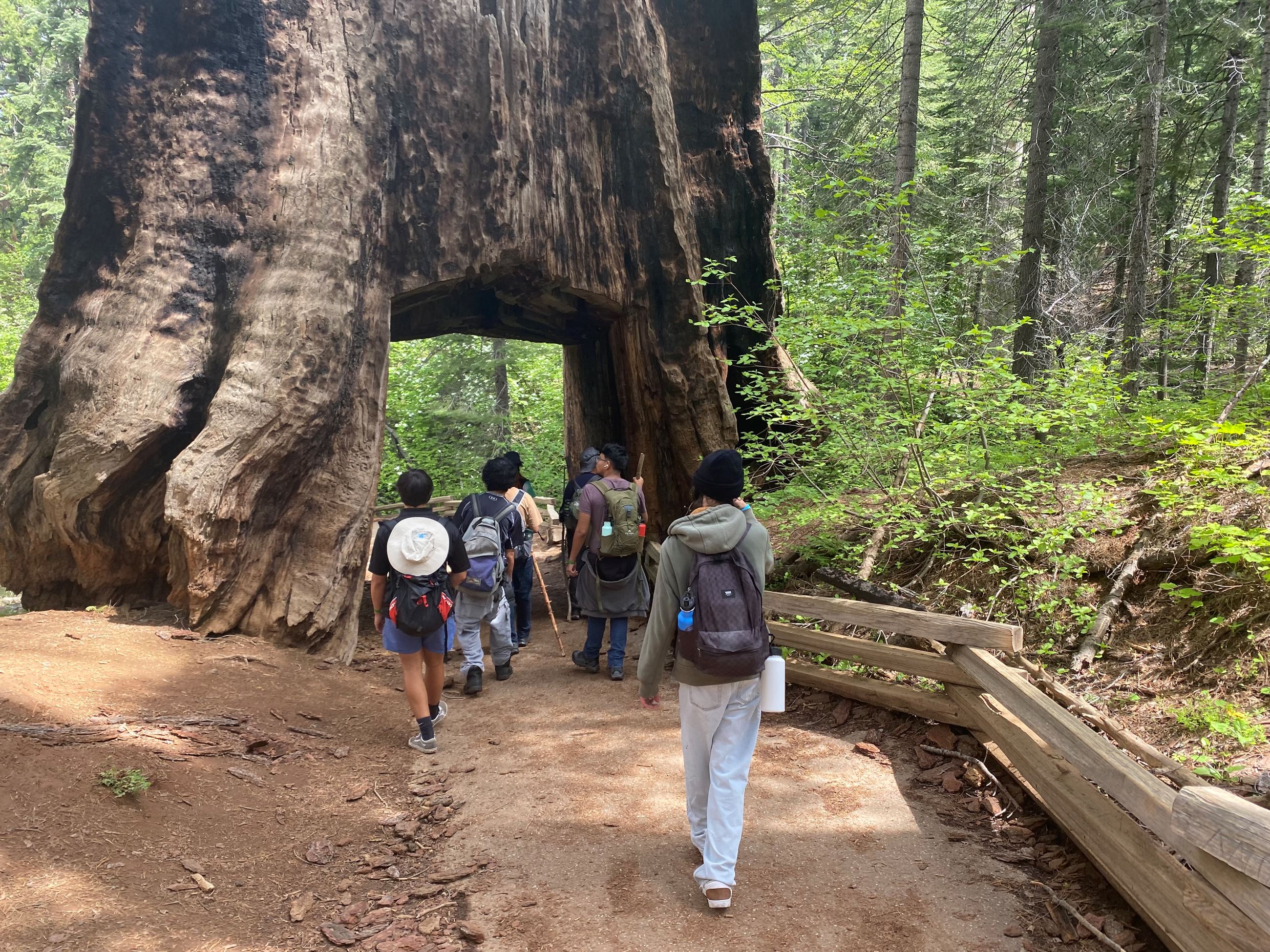 Yosemite tunnel tree